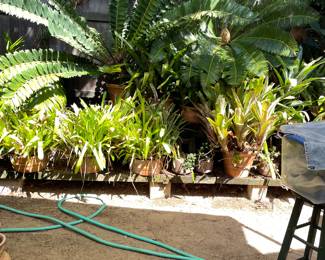 Plants Huge Collection of Bromeliads