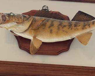 Large fish mount 