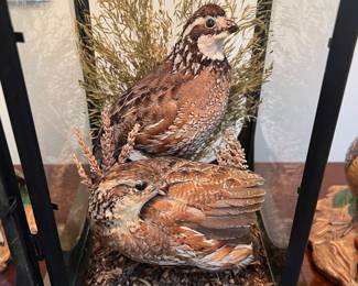 Taxidermy  quail inside glass lamp base 
