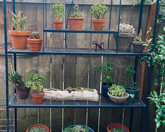 Custom powder coated outdoor shelving and many plants