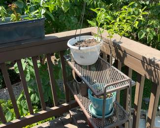 Huge selection of potted plants.