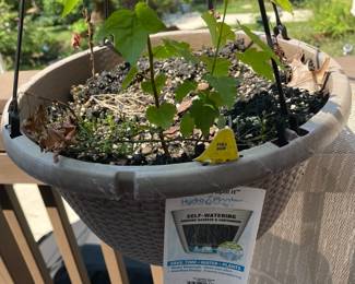 Huge selection of potted plants.