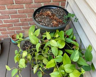 Huge selection of potted plants.