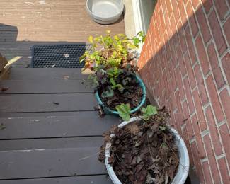 Huge selection of potted plants.