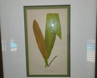 So many engravings and Book Prints. All beautifully framed! 