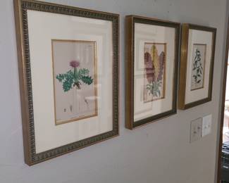 Framed Botanicals