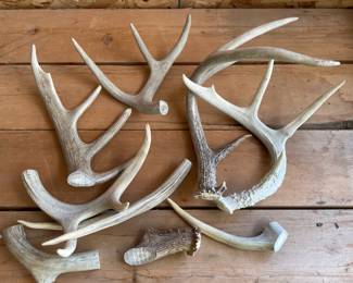 Deer Antlers