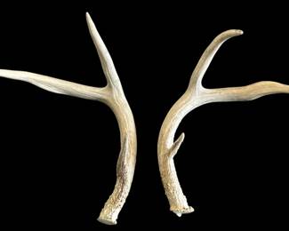 Authentic Deer Antlers