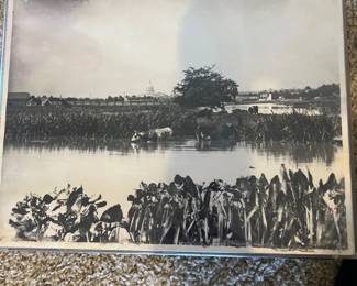 Cows Cattle Scene in Marsh on the Anacostia River Washington