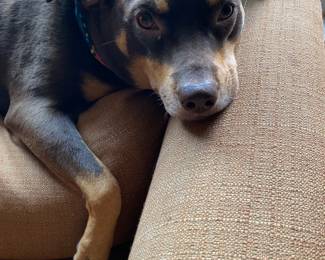 Zelda Says HI!!! My Grandpup!!