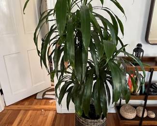 House plant from Marders