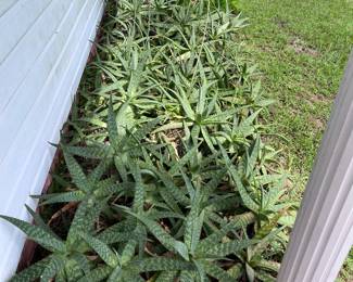 Some plants from around house only