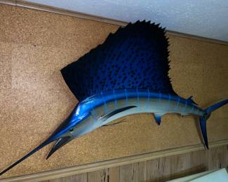 Sailfish