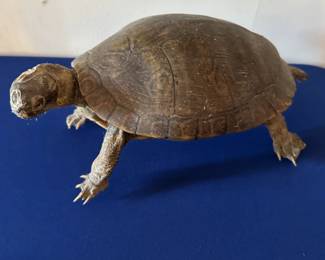 Taxidermy turtle