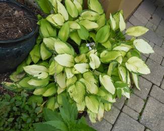 For prices & more info, copy & paste link:  https://beforeudemo.com/sales-event/hinsdale-1917-3000-s-f-home-demolition-sale/