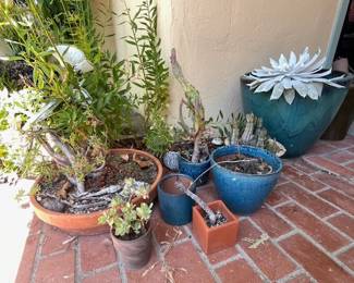 GARDEN PLANTS & GARDEN POTS