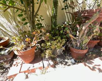 GARDEN PLANTS & GARDEN POTS