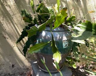 GARDEN PLANTS & GARDEN POTS