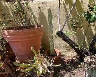 GARDEN PLANTS & GARDEN POTS