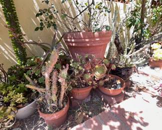 GARDEN PLANTS & GARDEN POTS