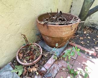 GARDEN PLANTS & GARDEN POTS