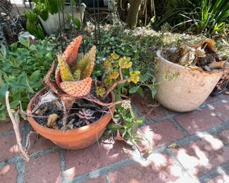 GARDEN PLANTS & GARDEN POTS