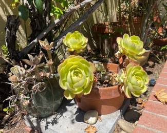 GARDEN PLANTS & GARDEN POTS