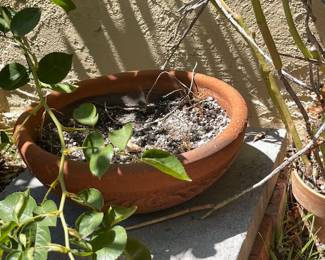 GARDEN PLANTS & GARDEN POTS