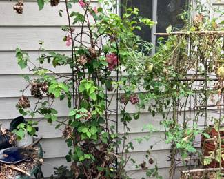 Flowering potted plants
