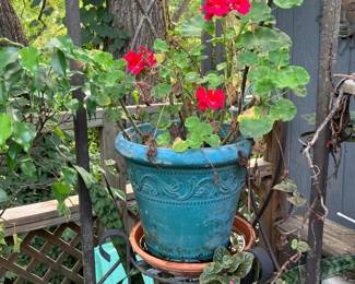 Potted geraniums