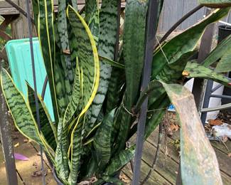 Potted mother-in-law tongues