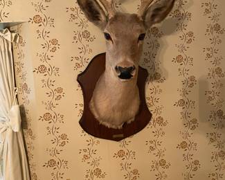 Deer Mount 