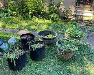 Planters with plants