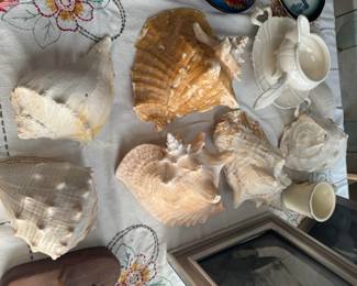 shells