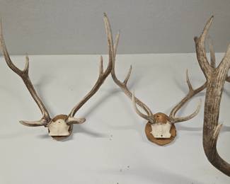 Lots of Really Nice Mounts