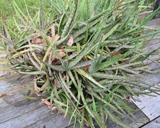 Large Alea Vera Plant