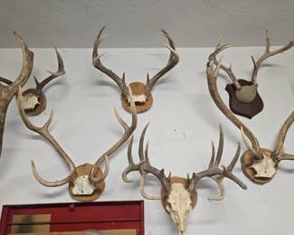 Yes we have more Mounts