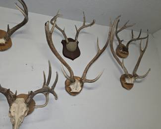 Axis and Deer Mounts