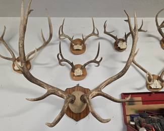 Large Collection of Mounts- This is a Elk Mount