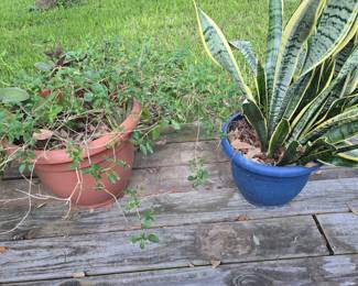 2 Pot Plants