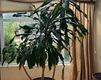 Live Dracaena Plant
