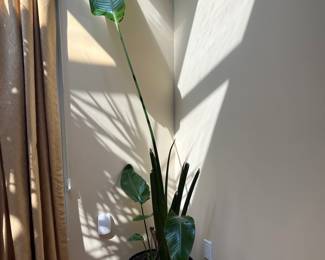 Banana Palm Tree Plant
