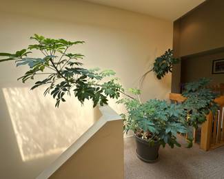 Live Potted Umbrella Tree
