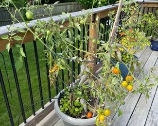 Cherry Tomato Plant 