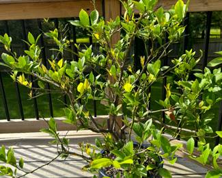 Lemon Tree 
