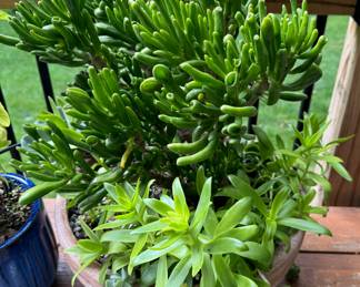 Crassula Ovata Succulent 