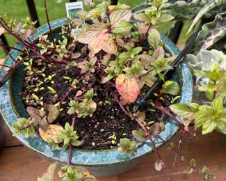 Chocolate Mint Plant 