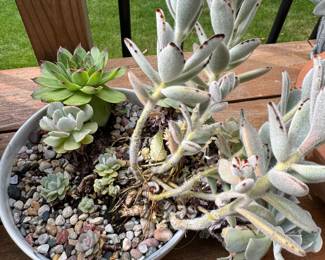 Succulents 