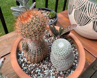 Cactus Garden 