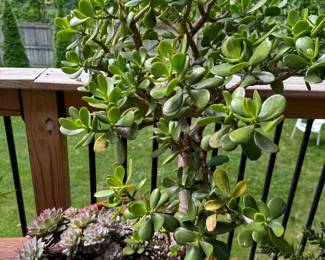 Jade Plant 